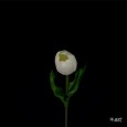 フラワースティックライト チューリップ ホワイト