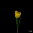 フラワースティックライト チューリップ ゴールド